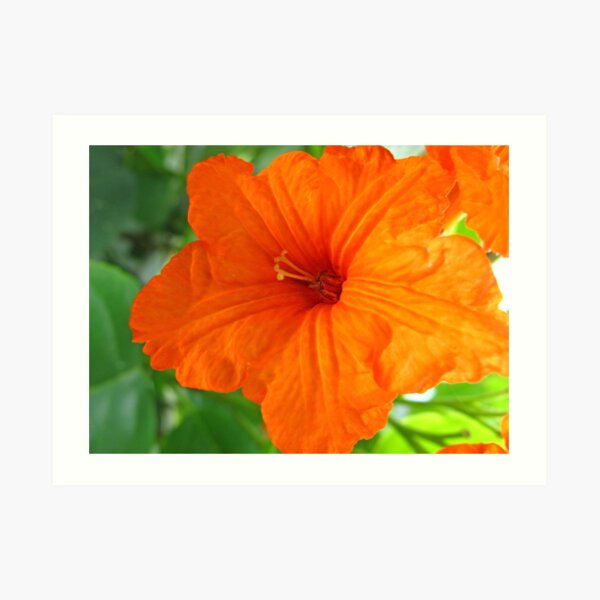 Orange Flower Art Print