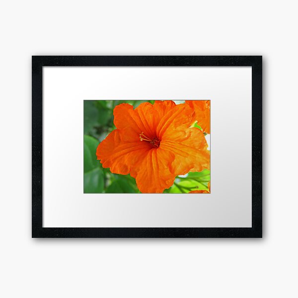Orange Flower Framed Art Print