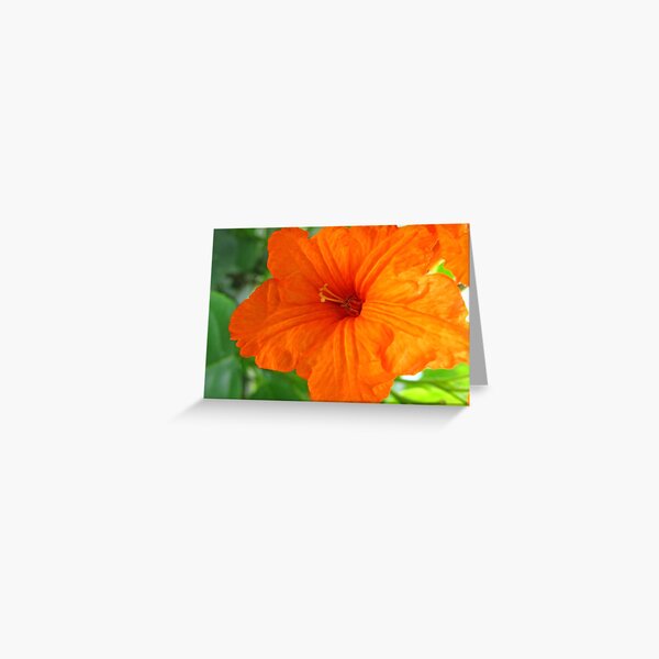 Orange Flower Greeting Card