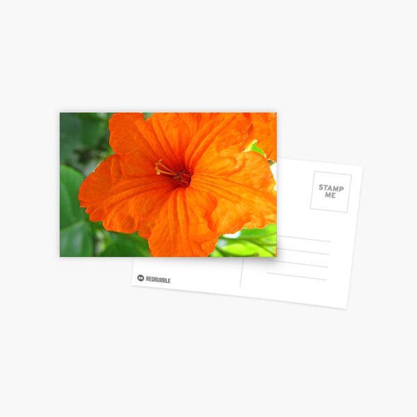 Orange Flower Postcard