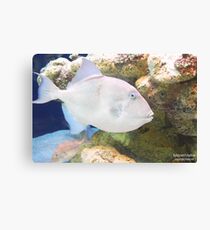 Triggerfish In Reef Canvas Print