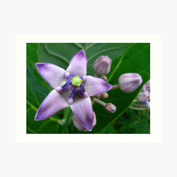 Giant Milkweed Purple Art Print