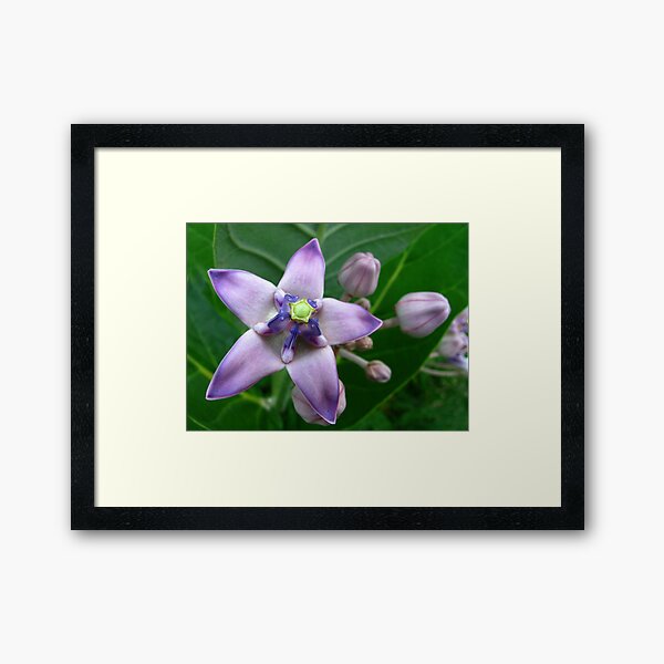 Giant Milkweed Purple Framed Art Print