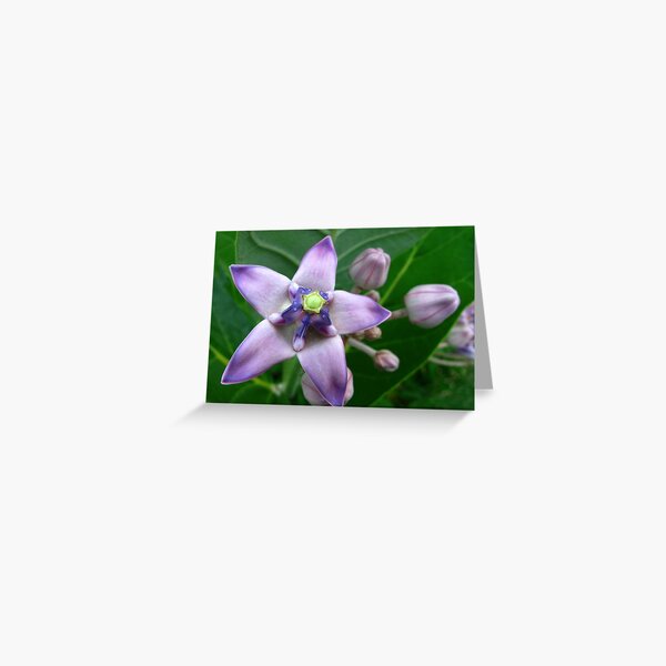Giant Milkweed Purple Greeting Card