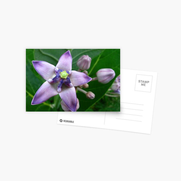 Giant Milkweed Purple Postcard