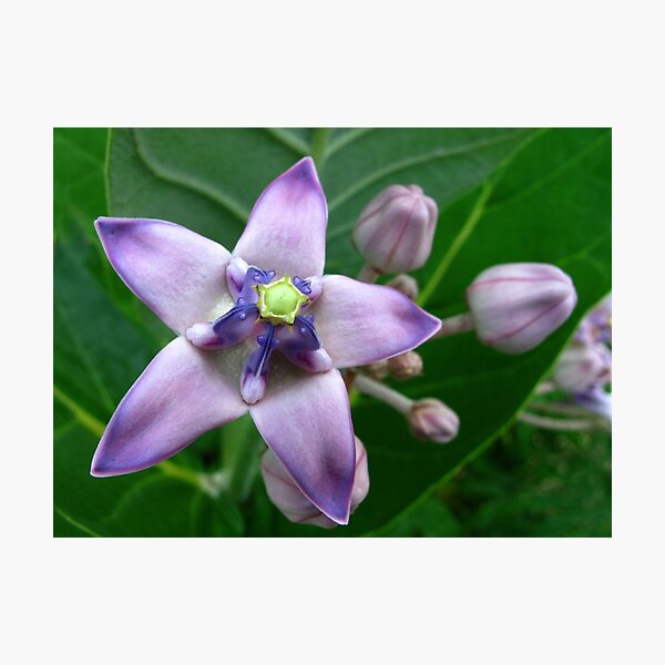 Giant Milkweed Purple Photographic Print