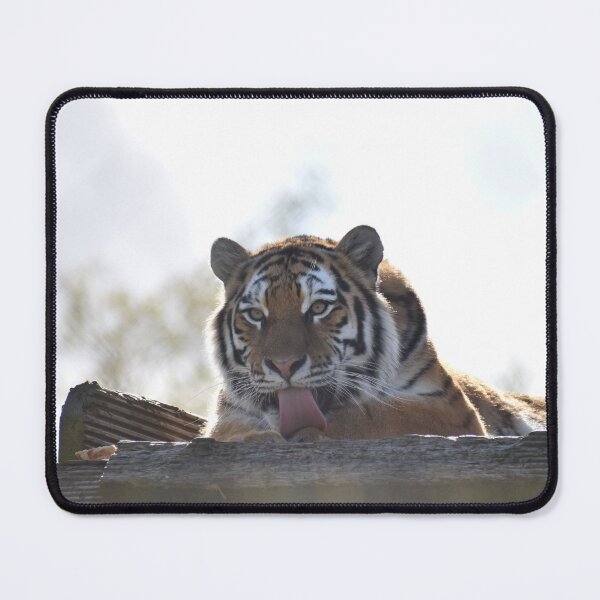 Item preview, Amur Tiger designed and sold by megjayne-photos.