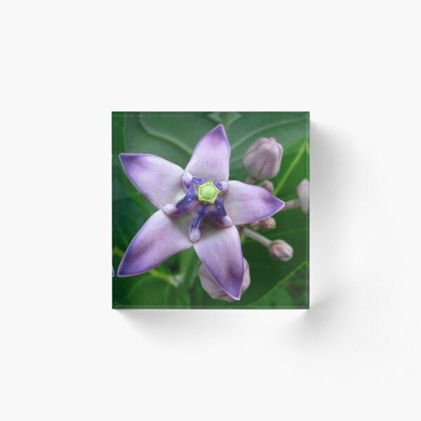 Giant Milkweed Purple Acrylic Block