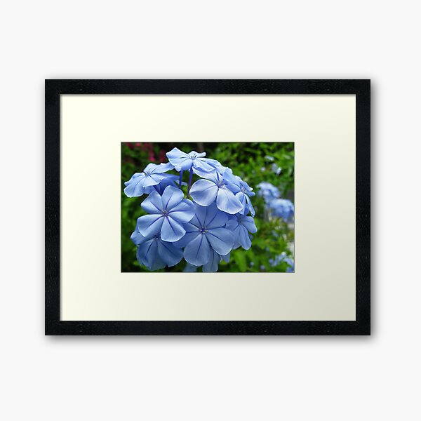 Plumbago Bloom Framed Art Print