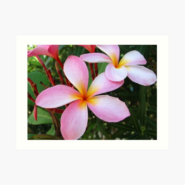 Pink Frangipani (Plumeria) Art Print