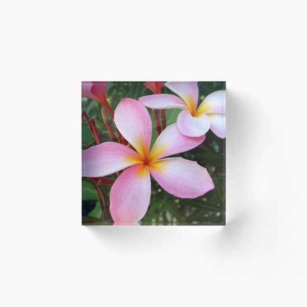 Pink Frangipani (Plumeria) Acrylic Block