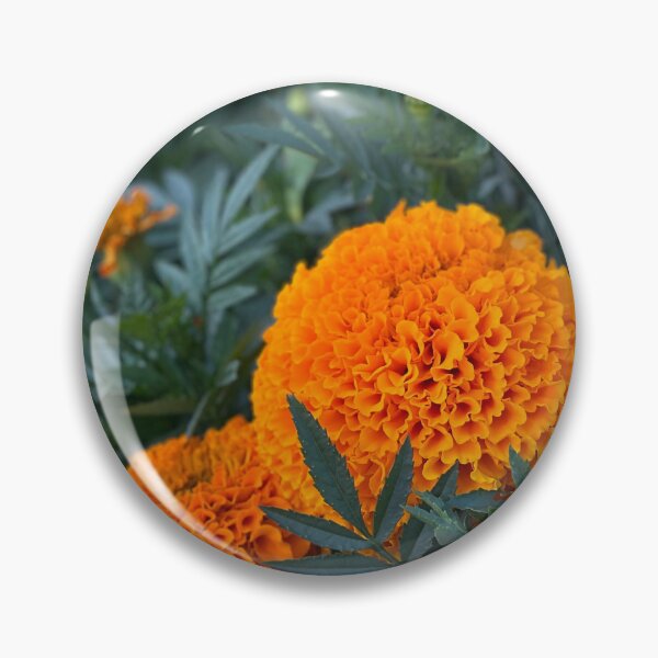 Item preview, Crackerjack flowers designed and sold by ElisabethPhotos.