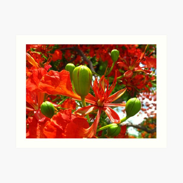 Royal Poinciana Bloom II Art Print