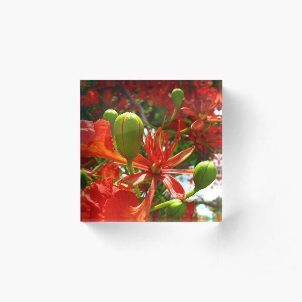 Royal Poinciana Bloom II Acrylic Block