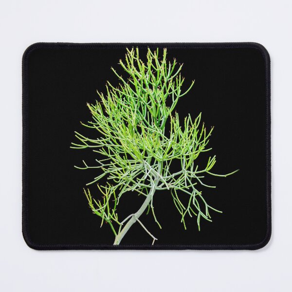 Item preview, Pencil Cactus 8x10 X102 designed and sold by RichFrancoCars.