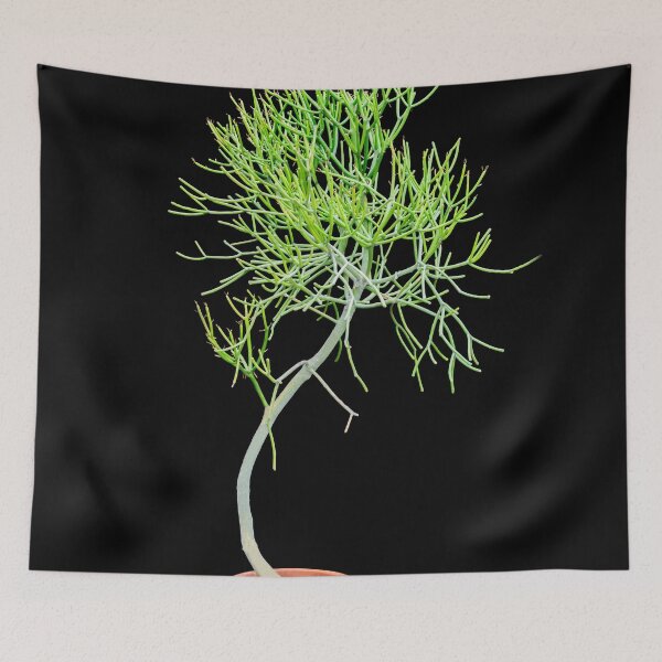 Item preview, Pencil Cactus 8x10 X102 designed and sold by RichFrancoCars.