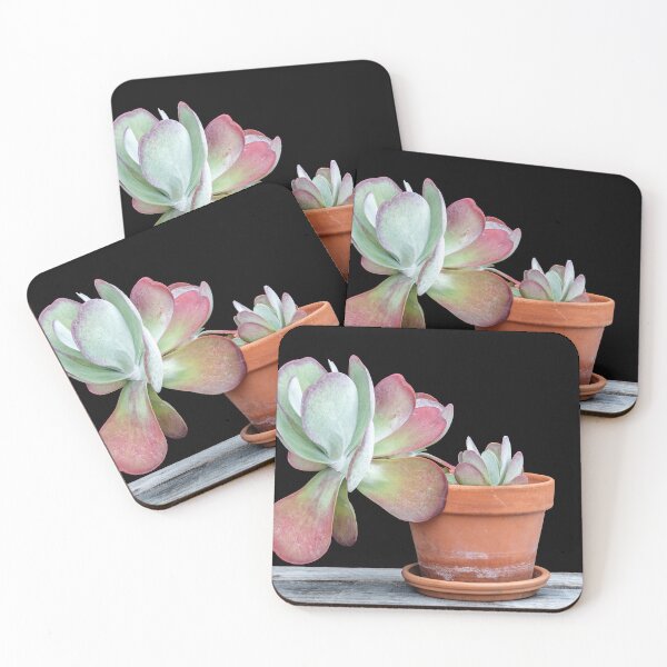 Item preview, Flapjack Plant Kalanchoe X101 designed and sold by RichFrancoCars.