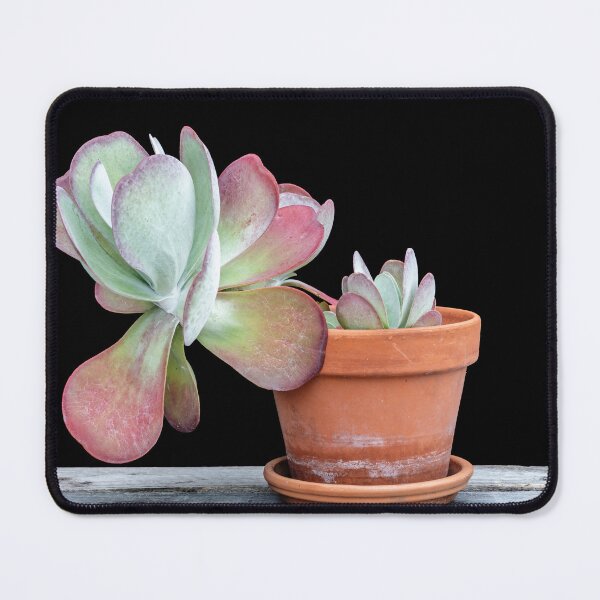Item preview, Flapjack Plant Kalanchoe X101 designed and sold by RichFrancoCars.