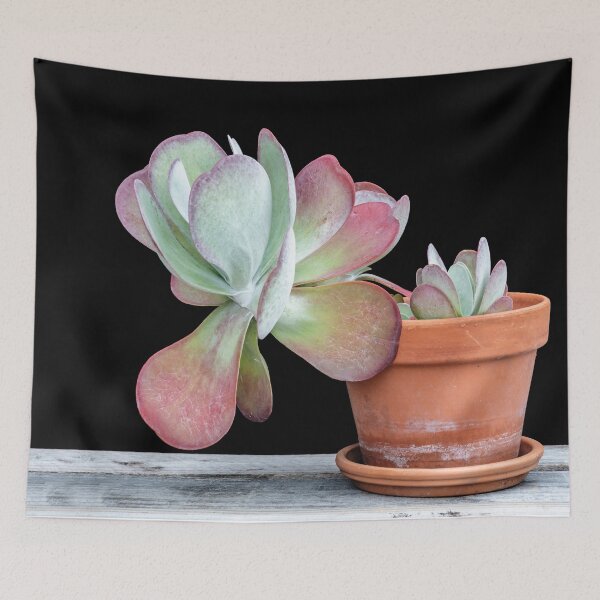 Item preview, Flapjack Plant Kalanchoe X101 designed and sold by RichFrancoCars.