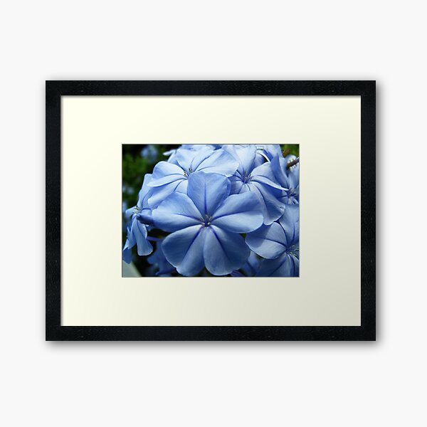 Purple Plumbago II Framed Art Print