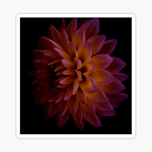 Item preview, Pink and Yellow Dahlia designed and sold by Tiffany Bumgardner.
