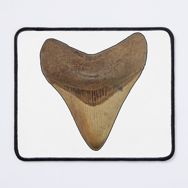 Item preview, Megalodon Shark Tooth - Otodus megalodon (Black Border) designed and sold by OrganicOasisArt.