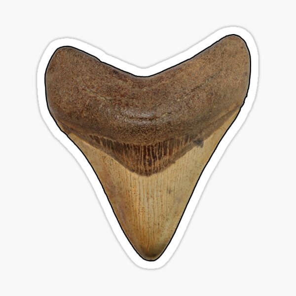 Item preview, Megalodon Shark Tooth - Otodus megalodon (Black Border) designed and sold by OrganicOasisArt.