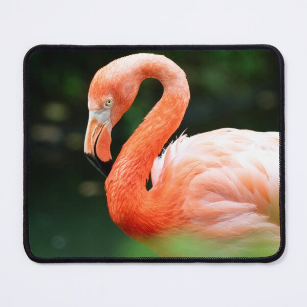 Artikelvorschau, Flamingo entworfen und verkauft von Tiffany Bumgardner.