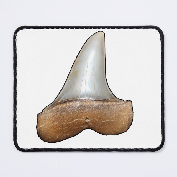 Item preview, Mako Shark Tooth - Carcharodon hastalis (Black Border) designed and sold by OrganicOasisArt.