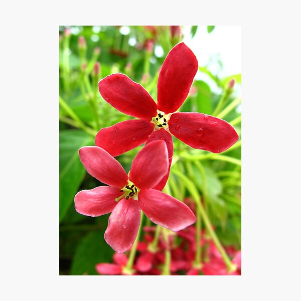 Red Flowers II Photographic Print
