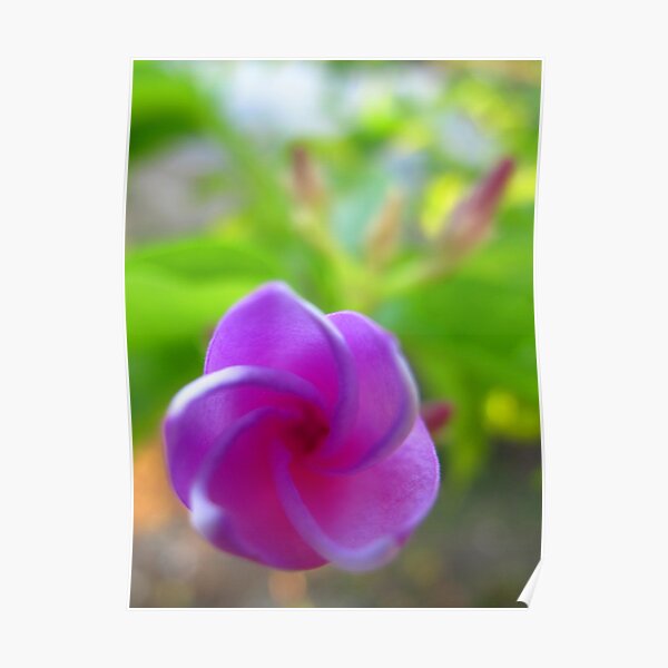 Periwinkle Bud Poster