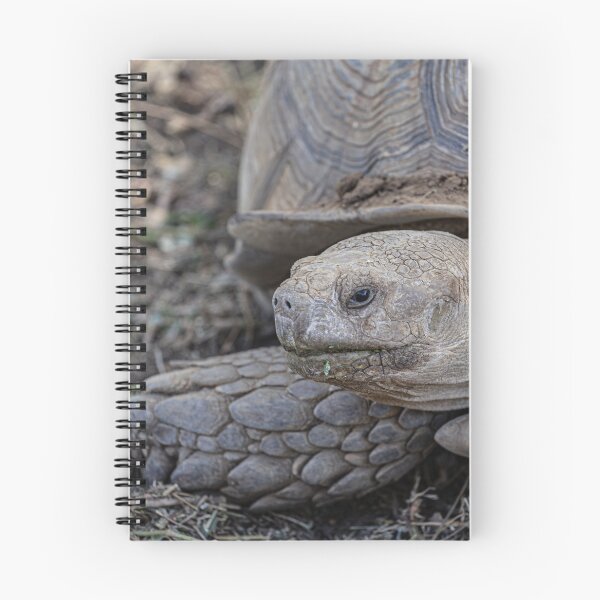 Item preview, Giant Tortoise designed and sold by Marylou Badeaux.
