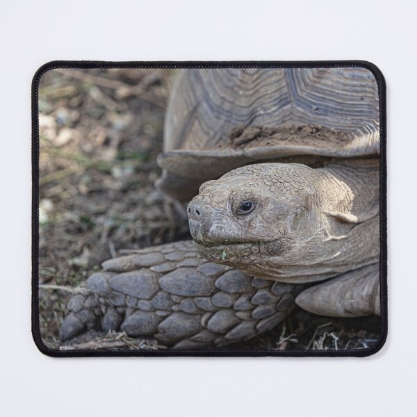 Item preview, Giant Tortoise designed and sold by Marylou Badeaux.