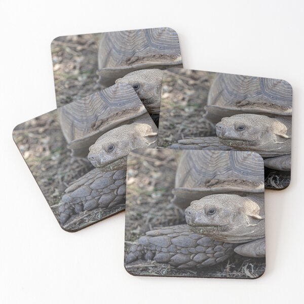 Item preview, Giant Tortoise designed and sold by Marylou Badeaux.