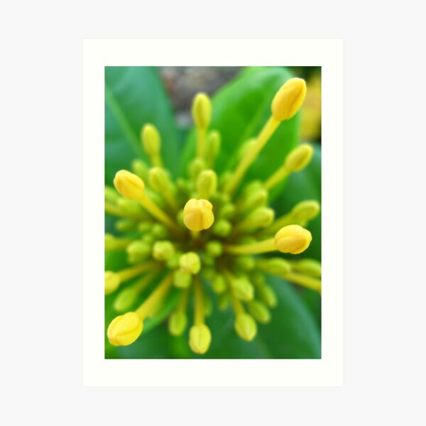 Yellow Buds Art Print