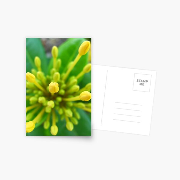 Yellow Buds Postcard