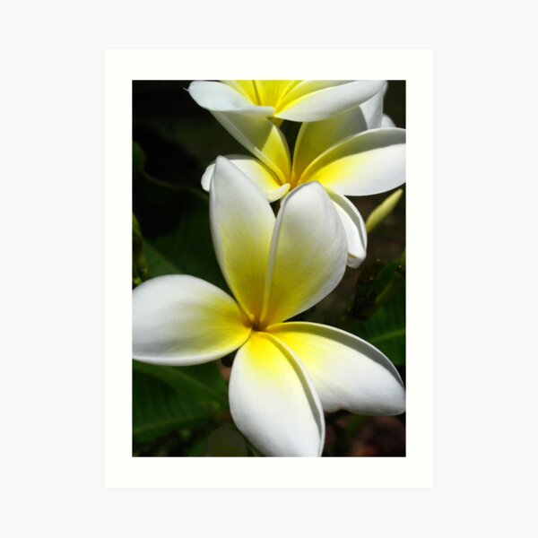 White Frangipani (Plumeria) III Art Print
