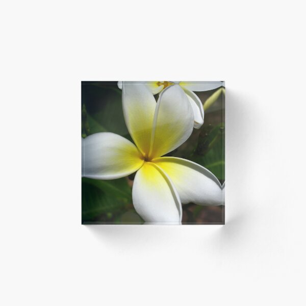 White Frangipani (Plumeria) III Acrylic Block