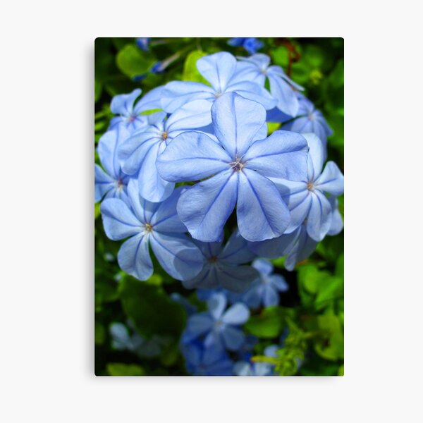Plumbago Canvas Print