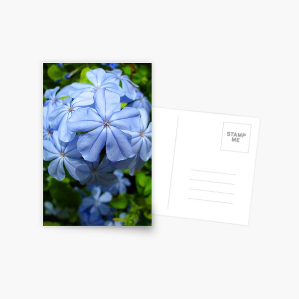 Plumbago Postcard