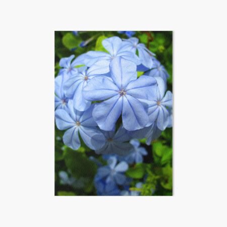 Plumbago Art Board Print