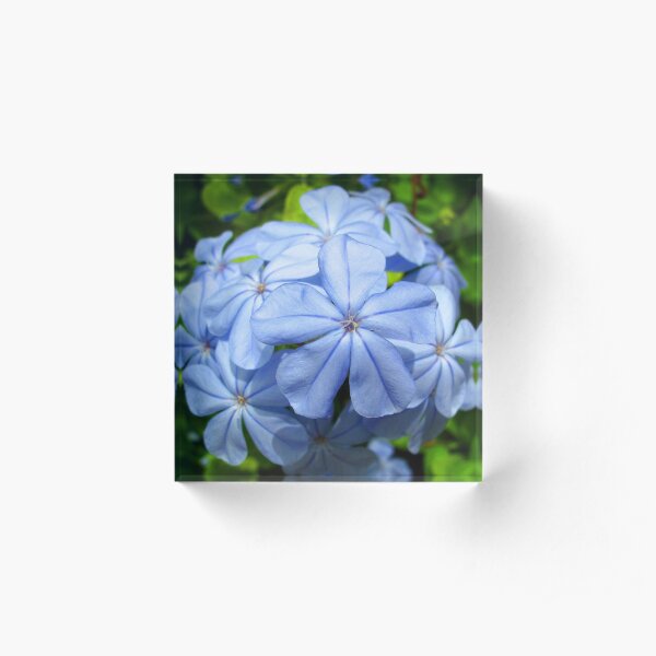 Plumbago Acrylic Block
