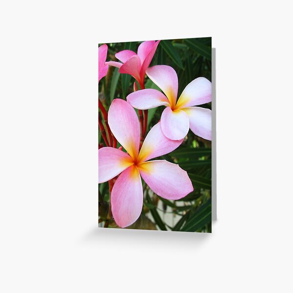Pink Frangipani (Plumeria) II Greeting Card
