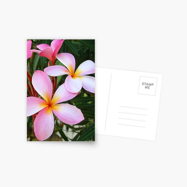 Pink Frangipani (Plumeria) II Postcard
