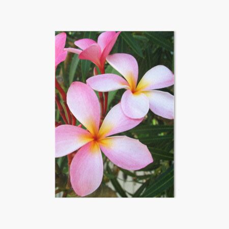 Pink Frangipani (Plumeria) II Art Board Print