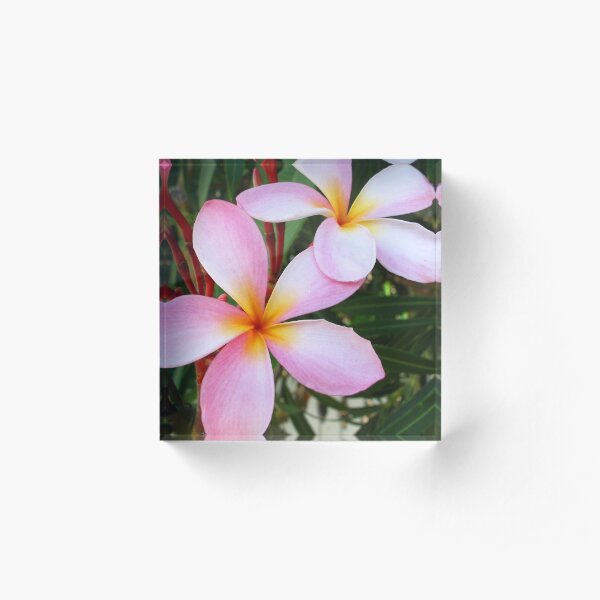 Pink Frangipani (Plumeria) II Acrylic Block