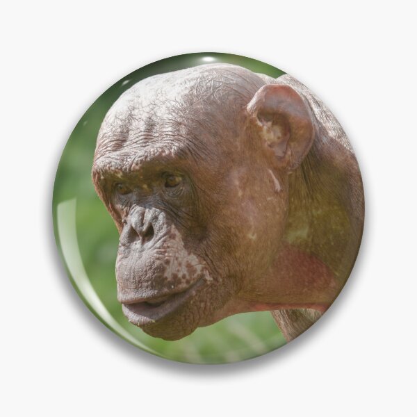 Item preview, Jambo The Hairless Chimp designed and sold by rawshutterbug.