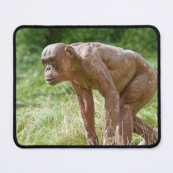 Item preview, Jambo The Hairless Chimp designed and sold by rawshutterbug.