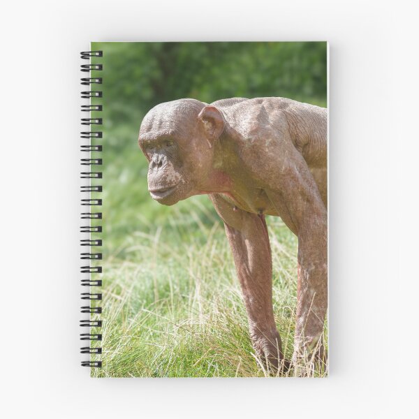 Item preview, Jambo The Hairless Chimp designed and sold by rawshutterbug.