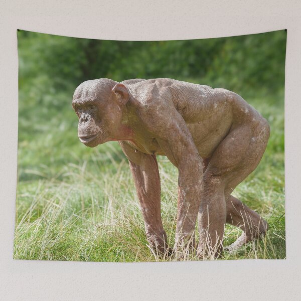 Item preview, Jambo The Hairless Chimp designed and sold by rawshutterbug.